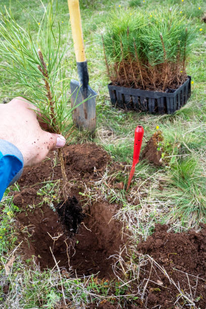 istock Male ecologist planting cypress trees 1390071297