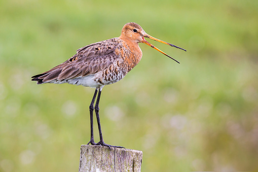 Black-tailed Godwit (Limosa limosa) - Eemnes, the Netherlands