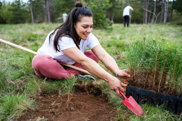 istock Female ecologist planting cypress trees 1390071330