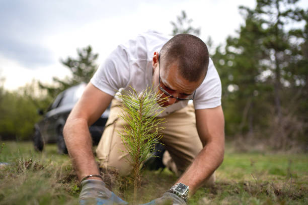 Male ecologist planting cypress trees