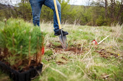 Close up of a male ecologist planting cypress trees