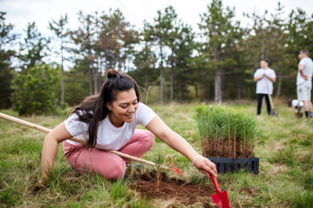 istock Female ecologist planting cypress trees 1390071474