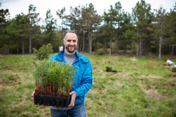 istock Men carrying a bunch of pine tree plants 1390071513