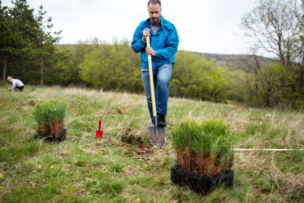 istock Male ecologist planting cypress trees 1390071551