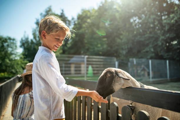Cute happy little boy feeding sheep Little boy is feeding sheep over fence. 
Sunny summer day.
Nikon D850. agritourism stock pictures, royalty-free photos & images