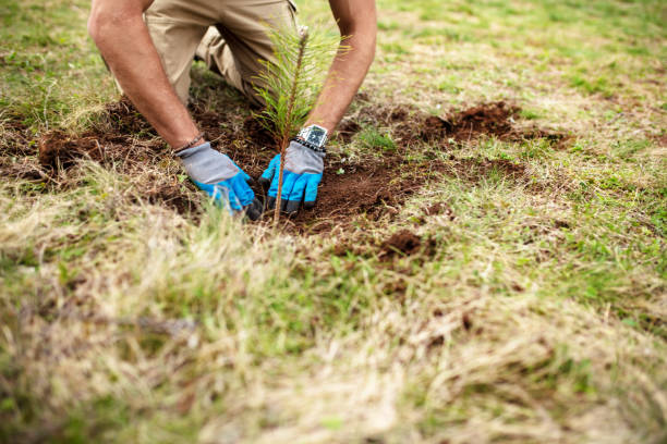 istock Male ecologist planting cypress trees 1390071587