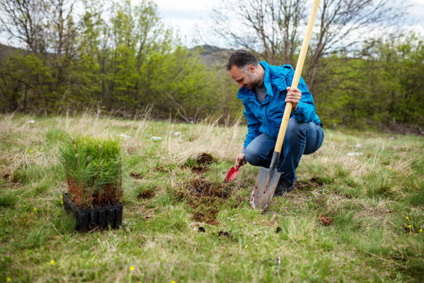 istock Male ecologist planting cypress trees 1390071589