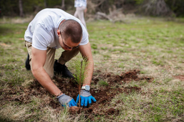 istock Male ecologist planting cypress trees 1390071622