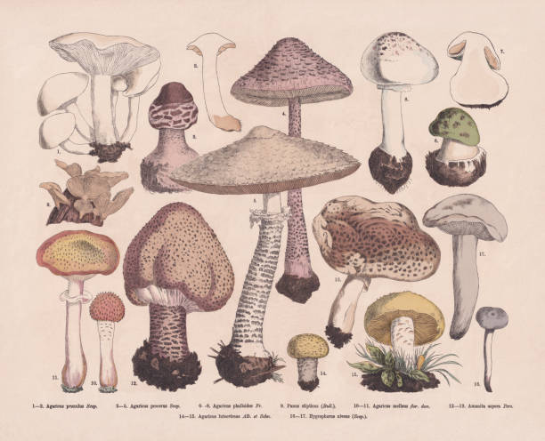 essbare und giftige pilze, handkolorierter holzstich, veröffentlicht 1887 - grüner knollenblätterpilz stock-grafiken, -clipart, -cartoons und -symbole
