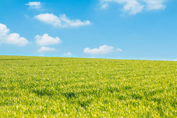 istock green field and blue sky background 1390072899