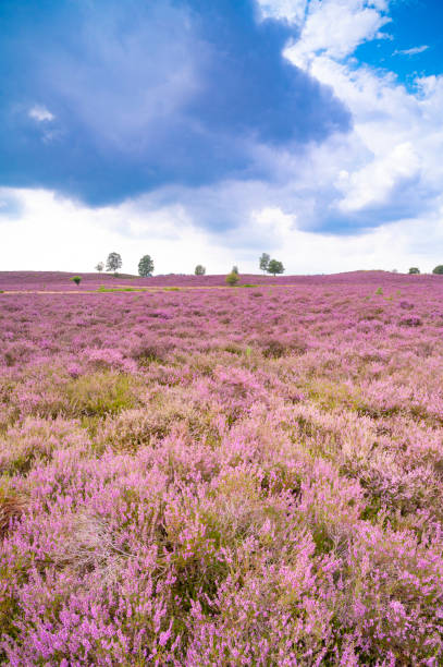 istock Purple heath blooming in a heathland landscape during summer 1390074364