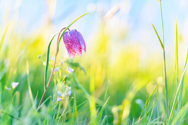 Snake's Head Fritillary in a meadow during a beautiful springtime sunset Snake's Head Fritillary (Fritillaria meleagris) in a meadow during a beautiful springtime sunrset in the delta of the river IJssel in Overijssel, The Netherlands. ijssel photos stock pictures, royalty-free photos & images