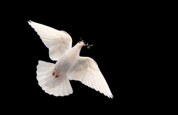 istock white dove with a branch in its beak flies on black 1390074438