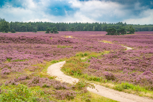 Path winding through puple heath blooming in a heathland landscape during summer