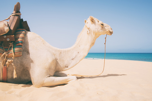 Camel On The Beach Of Cape Verde