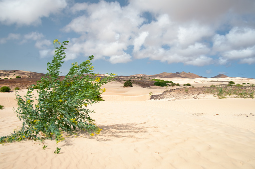 The hot, arid interior of Boa Vista in Cape Verde.
