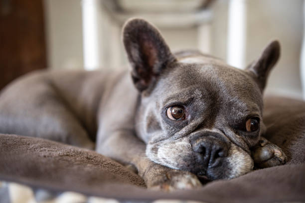 A close up of a sleepy cozy french bulldog in his dog bed and enjoying a lovely lazy day in the home in Toulouse in the South of France.