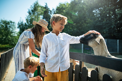 Three kids feeding sheep in a small farm. Little boy is stroking the cute sheep on it's head.\nSunny summer day.\nNikon D850.