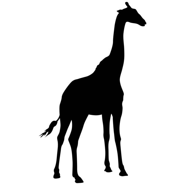 istock Silhouette of a high African giraffe on a white background 1390077881