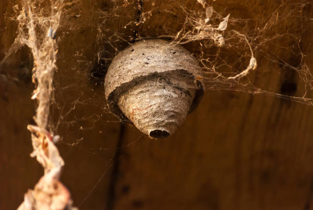 istock A wasp nest hanging from the ceiling. 1390078791