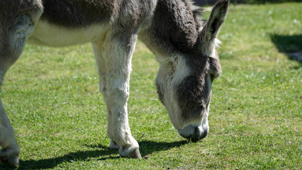 istock donkey in a farm 1390079930