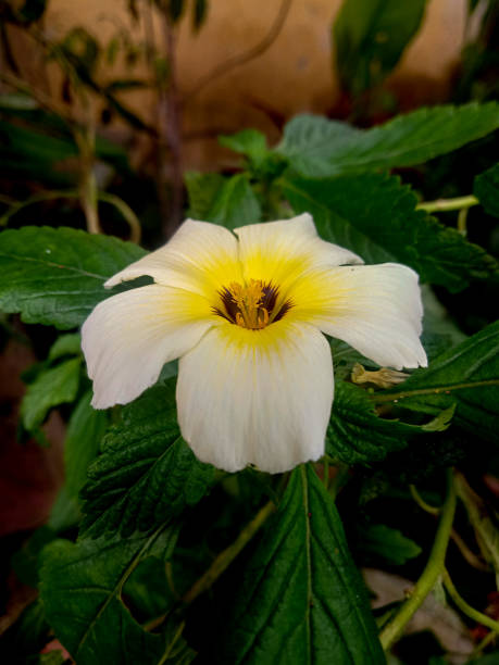 istock white flower background with a little yellow bloom 1390080493