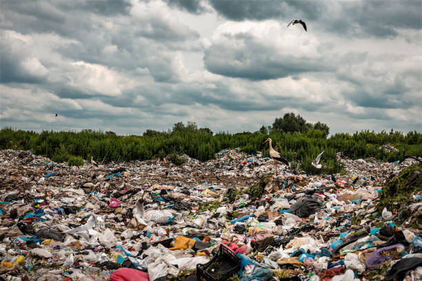 istock gulls and storks in a landfill 1390080494