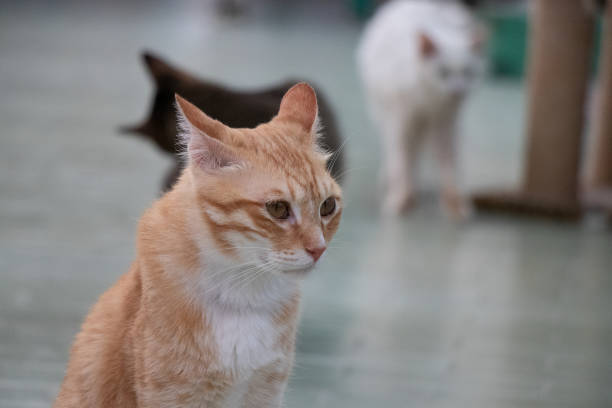 istock Orange tabby cat is sitting and looking 1390081463