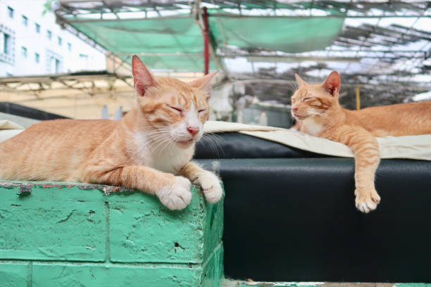istock Two orange tabby cat are lying down and sleeping on the wall 1390081544