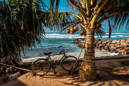 Old bicycle, ocean and coconut palm tree on Sri Lanka