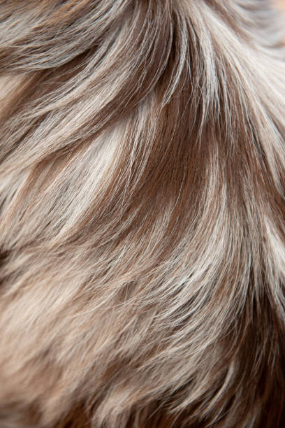 istock Dog hair texture 1390083845