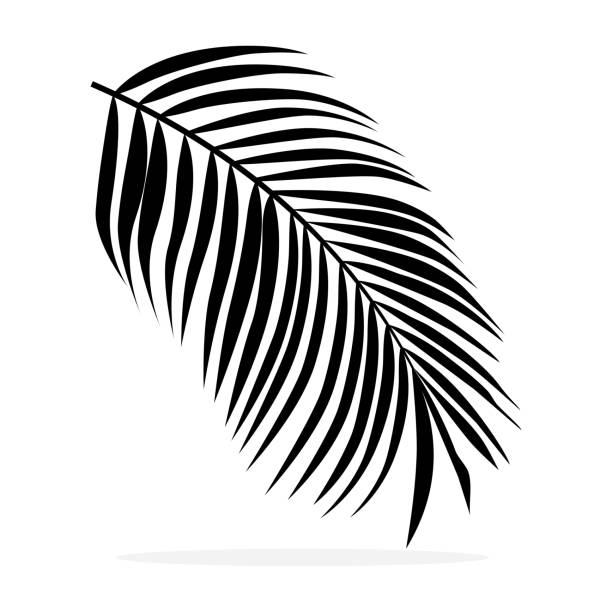 istock Silhouette of palm leaves isolated on white background. vector illustration eps 1390084147