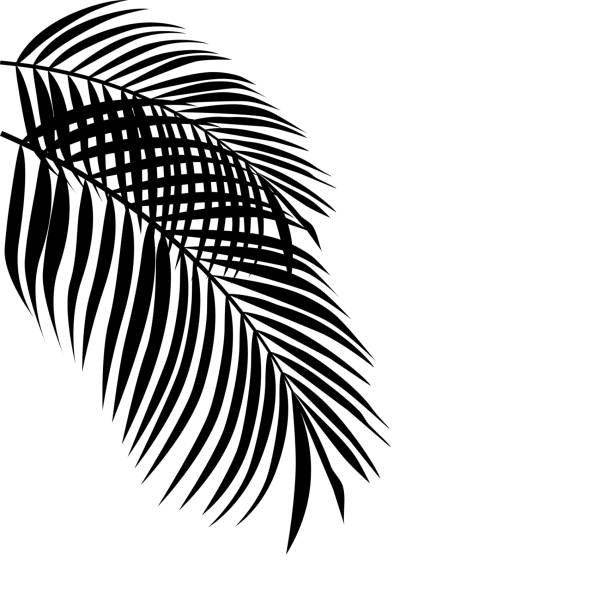 istock Silhouette of palm leaves on transparent background. vector illustration 1390084567