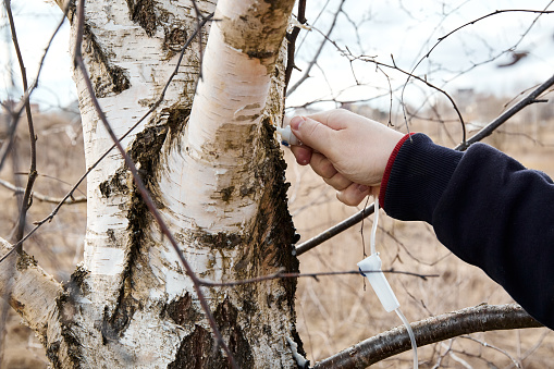 Installation of a medical sterile dropper into the birch hole to collect birch sap. April. Spring period. Useful natural drink. Juice preparation. Careful use of natural resources. Close-up. Man hand.