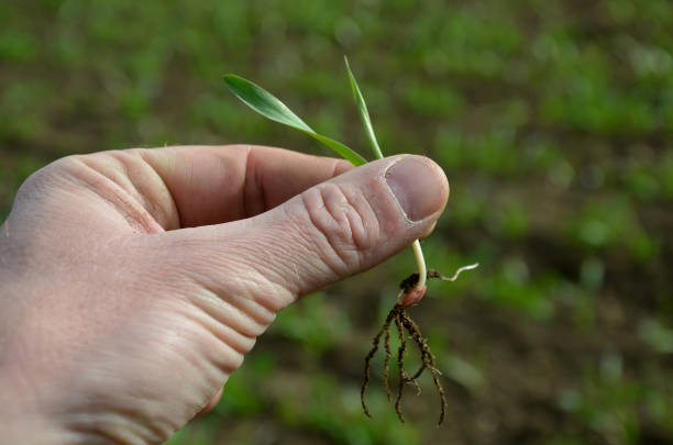 istock Germination percentage is a basic criterion for seed quality. A scientist and expert on agricultural crops, an agronomist estimates field of scarce grain. sprouted cereal, in mens hand, crop sowing 1390084727