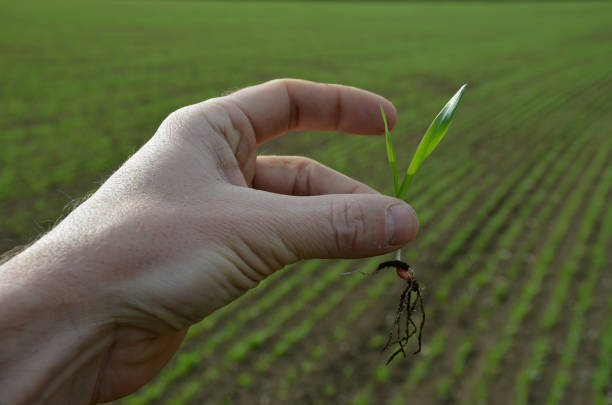 le pourcentage de germination est un critère de base pour la qualité des semences. scientifique et expert des cultures agricoles, un agronome estime le champ de céréales rares. céréales germées, à la main de l’homme, semis de cultures - seed human hand wheat cereal plant photos et images de collection