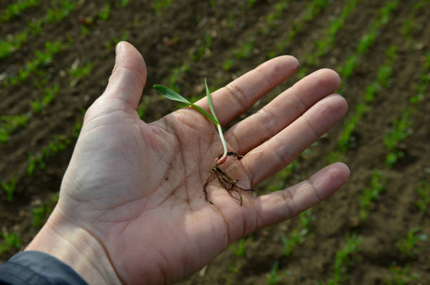 istock Germination percentage is a basic criterion for seed quality. A scientist and expert on agricultural crops, an agronomist estimates field of scarce grain. sprouted cereal, in mens hand, crop sowing 1390084922