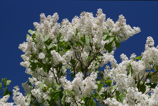 Branches of white lilac in spring