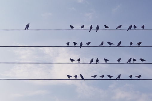 Birds standing on wire, different one standing against the mass in cloudy sky, can be used leadership/individuality concepts. (3d render)