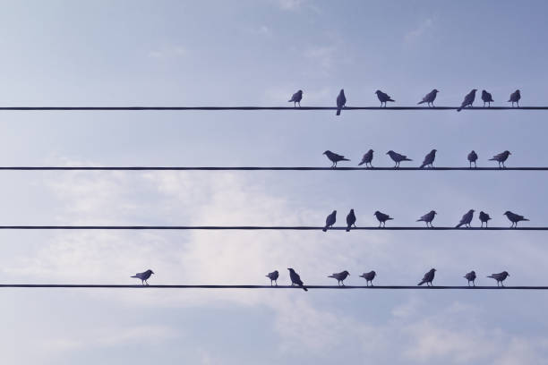istock Individuality concept with birds on wire 1390088244