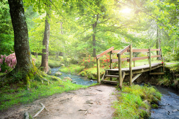 Magical forest path with wooden bridge and stream. Beautiful nature scene. Hogsback Arboretum, Eastern Cape, South Africa.
