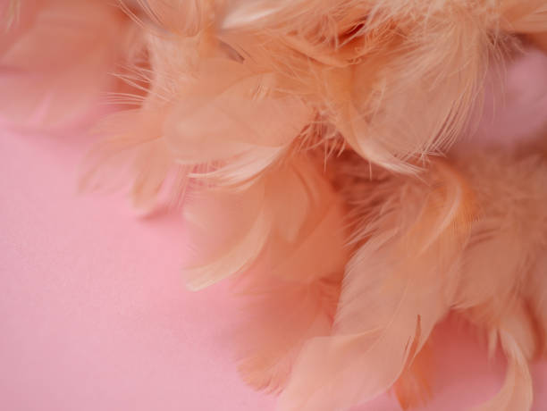 istock Pink feathers on a pink background 1390091582