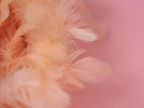 istock Pink feathers on a pink background 1390091669