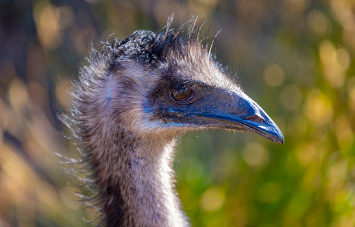 This photo shows an emu that lives in a wildlife park. The emu is a large flightless bird that is native to Australia. It is the tallest bird from Australia and the second tallest bird in the world, after its ratite relative, the ostrich. Its scientific name is Dromaius novaehollandiae, which means fast-footed New Hollander