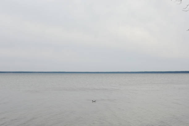 istock Lonely seagull in blue sea water background. For text or design. 1390092680