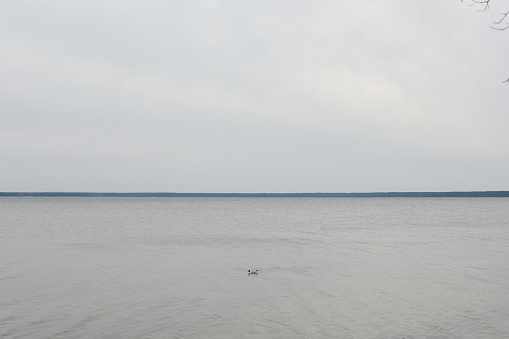 Lonely seagull in blue sea water background. For text or design