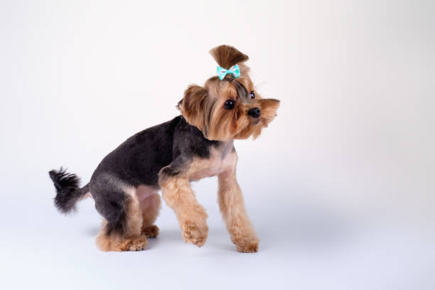 istock Yorkshire Terrier dog with a beautiful bow on his head 1390093142