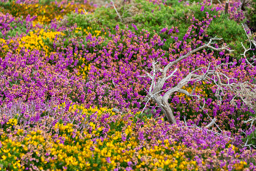 Pink heather flowers and yellow broom in the moor in Brittany, France