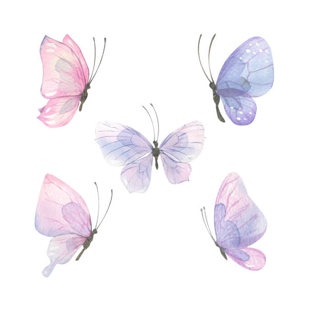 watercolor illustration of delicate pink-lilac butterflies. a set of different shapes and colors. airy, light, gentle. for banner design, postcards, clothing, design, posters, wallpaper - anksiyete stock illustrations