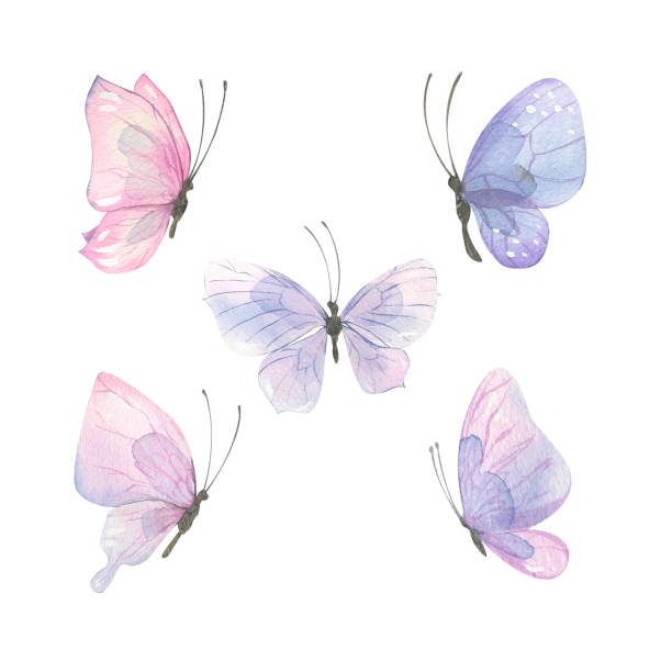 Watercolor illustration of delicate pink-lilac butterflies. A set of different shapes and colors. Airy, light, gentle. For banner design, postcards, clothing, design, posters, wallpaper Watercolor illustration of delicate pink-lilac butterflies. A set of different shapes and colors. Airy, light, gentle. For banner design, postcards, clothing, design, posters, wallpaper. butterfly stock illustrations